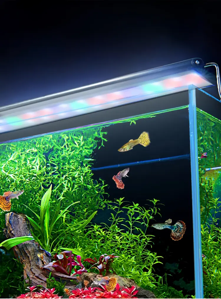 Professional fish tank light