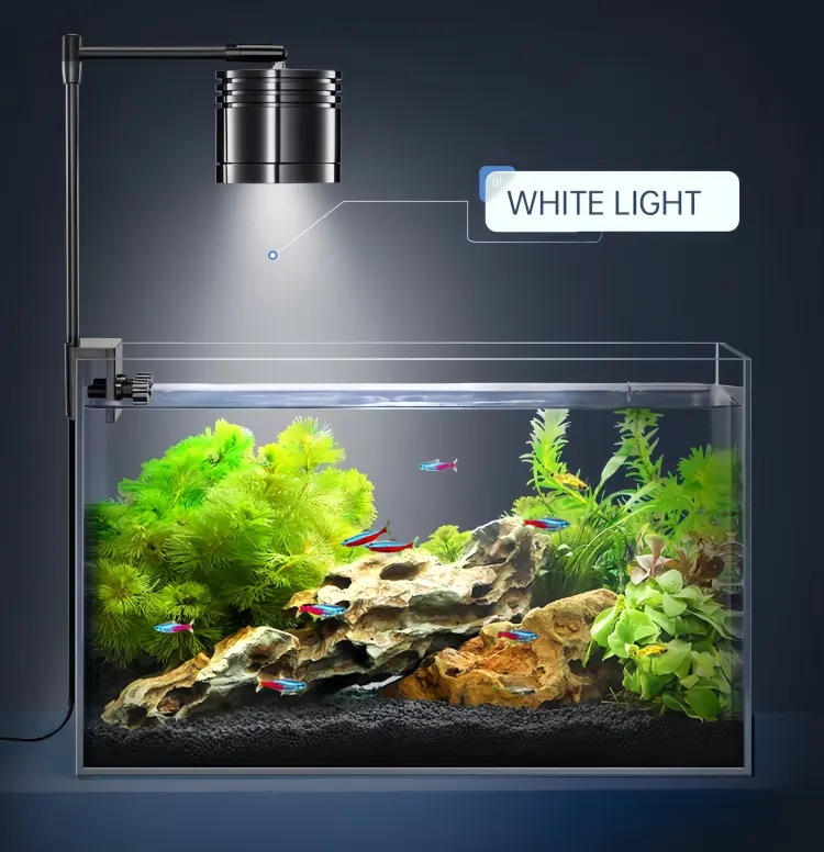 white light