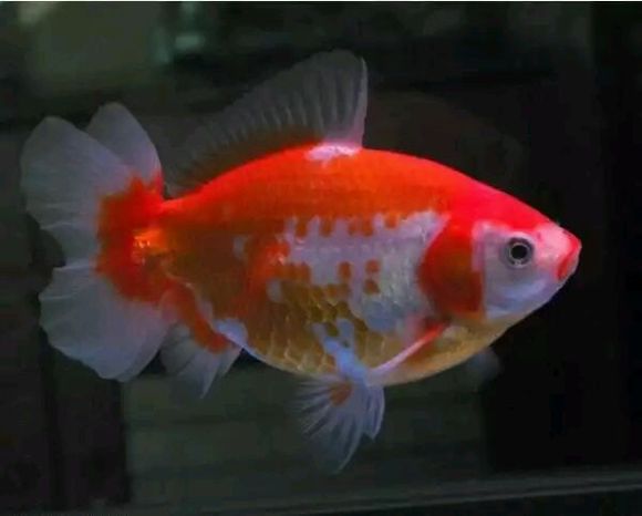 jikin goldfish