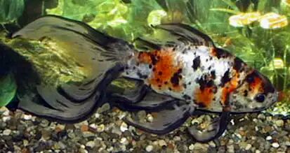 single tailed fancy goldfish