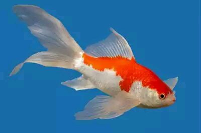 comet goldfish