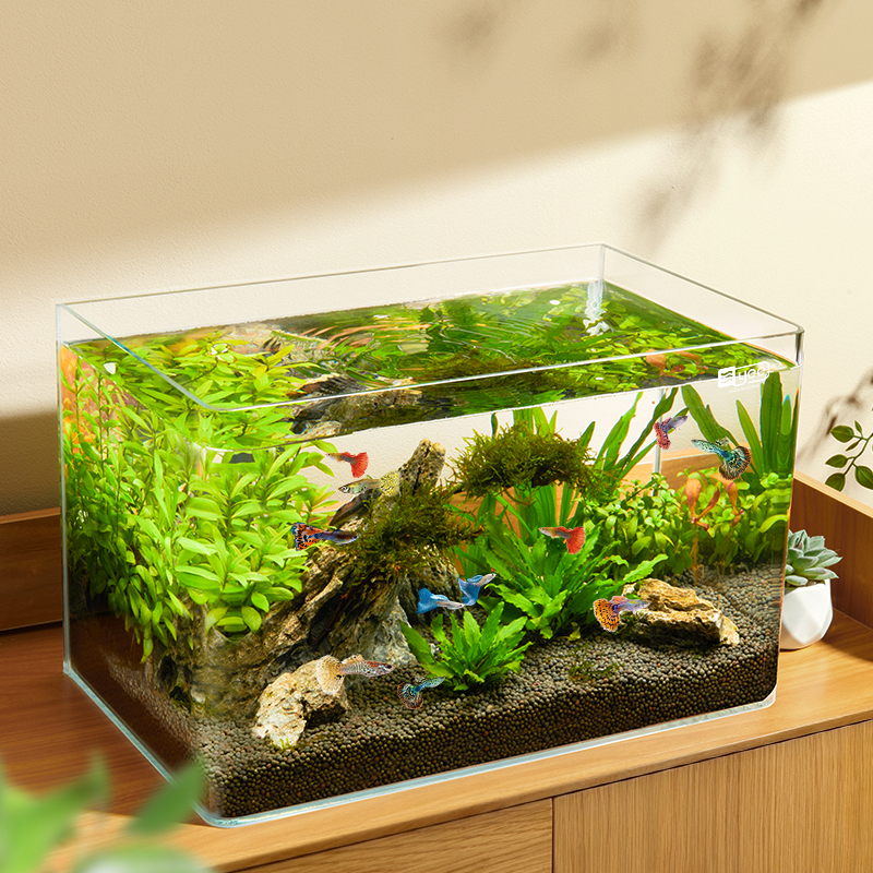Curved Fish Tank
