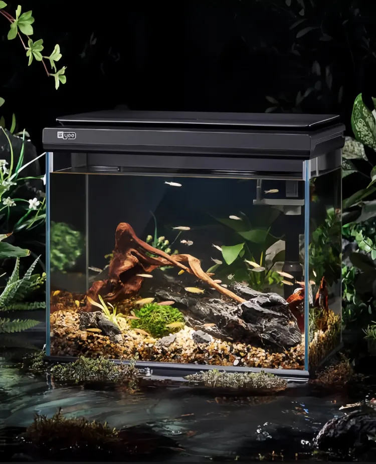 fish tank 4 -yee