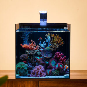 saltwater fish tank