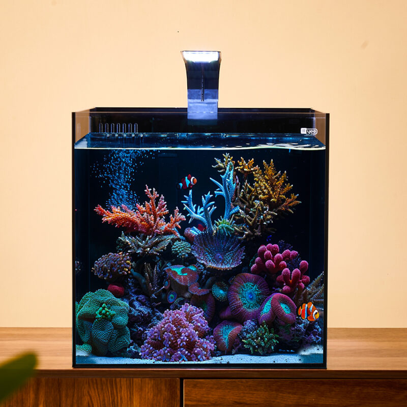 saltwater fish tank