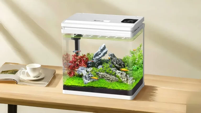 Betta Fish Tank size
