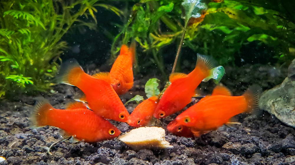 06_dwarf_red_coral_platies_eating_Repashy_gel_fish_food