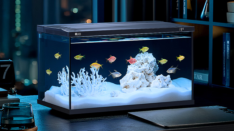Growth and Development of Goldfish