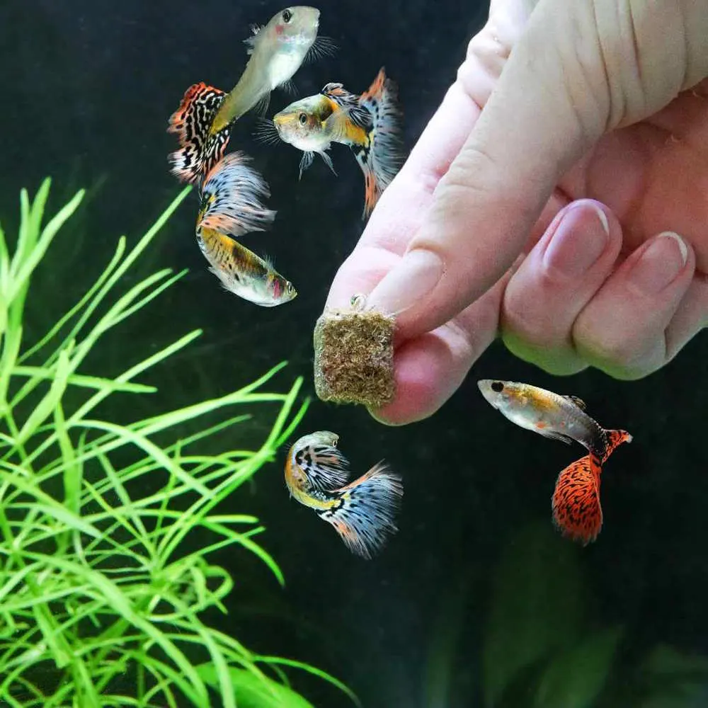 Aquarium_freeze-dried_tubifex_worms_stuck_to_front_of_tank