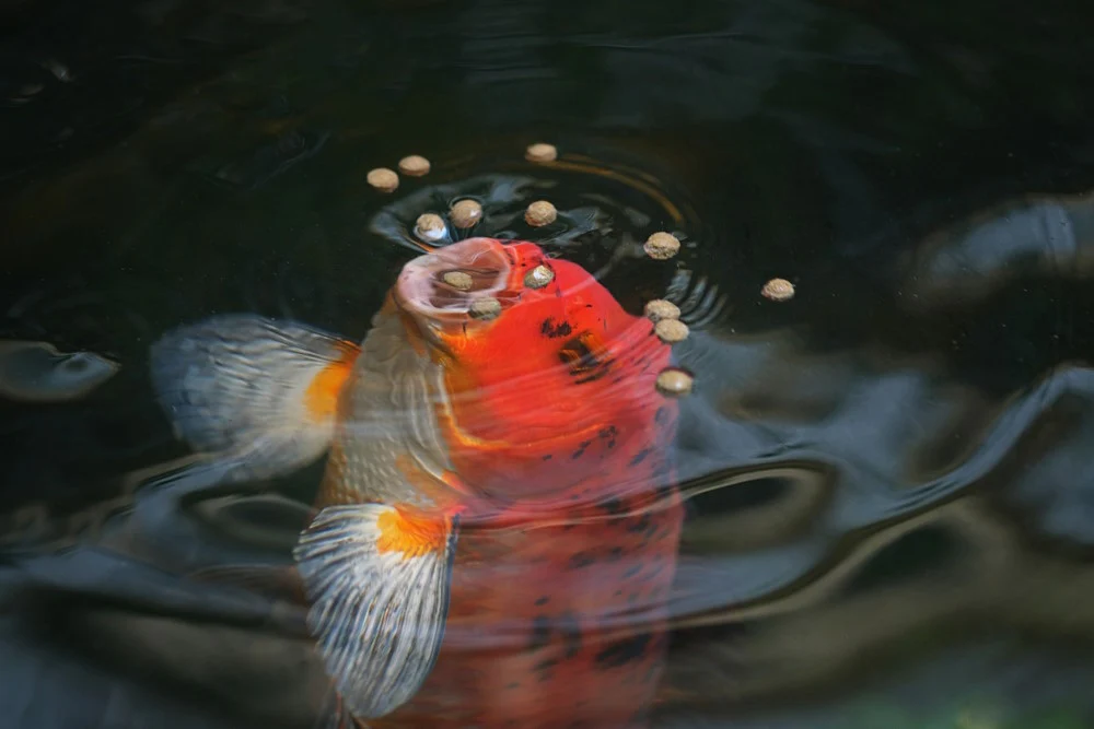 koi_eating_pellets