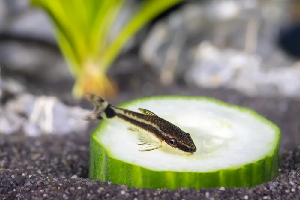 otocinclus_eating_zucchini