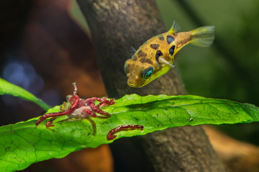 pea_puffer_eating_bloodworms