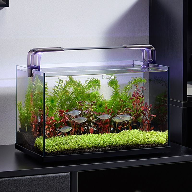 Desktop Ultra-Clear Glass Fish Tank